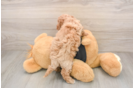 Poochon Puppy for Adoption