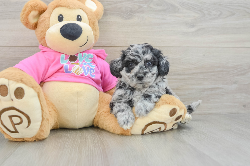 5 week old Poochon Puppy For Sale - Pilesgrove Pups