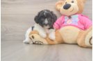 Poochon Puppy for Adoption