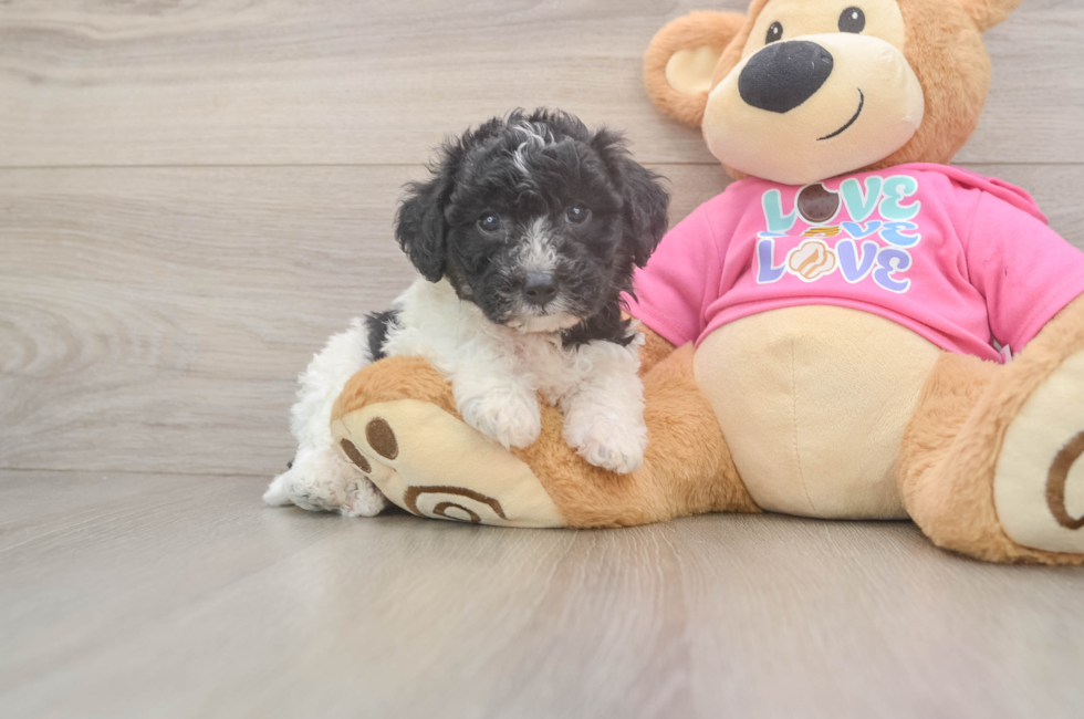 5 week old Poochon Puppy For Sale - Pilesgrove Pups