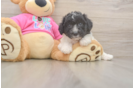 Poochon Pup Being Cute