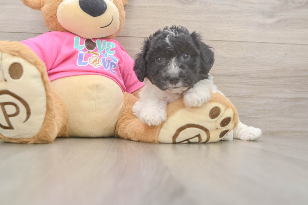 Poochon Pup Being Cute