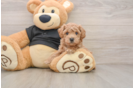 Playful Bichpoo Poodle Mix Puppy
