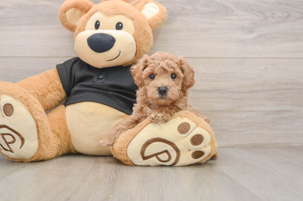 Playful Bichpoo Poodle Mix Puppy