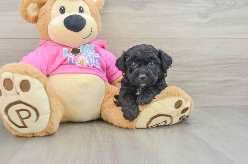 5 week old Poochon Puppy For Sale - Pilesgrove Pups