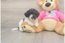 Cute Poochon Baby