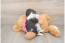 Poochon Pup Being Cute