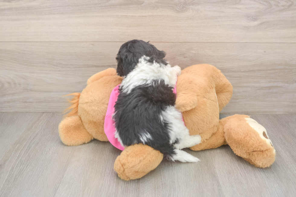 Poochon Pup Being Cute