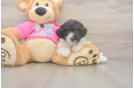 Poochon Puppy for Adoption