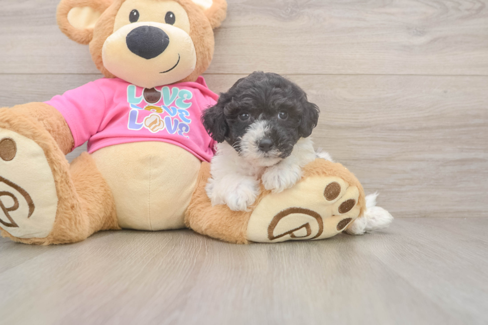 Poochon Puppy for Adoption