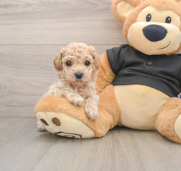 7 week old Poochon Puppy For Sale - Pilesgrove Pups