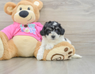 6 week old Poochon Puppy For Sale - Pilesgrove Pups
