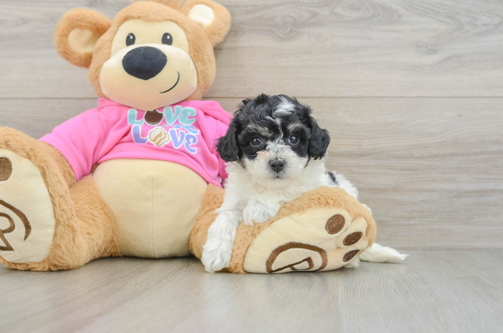 5 week old Poochon Puppy For Sale - Pilesgrove Pups