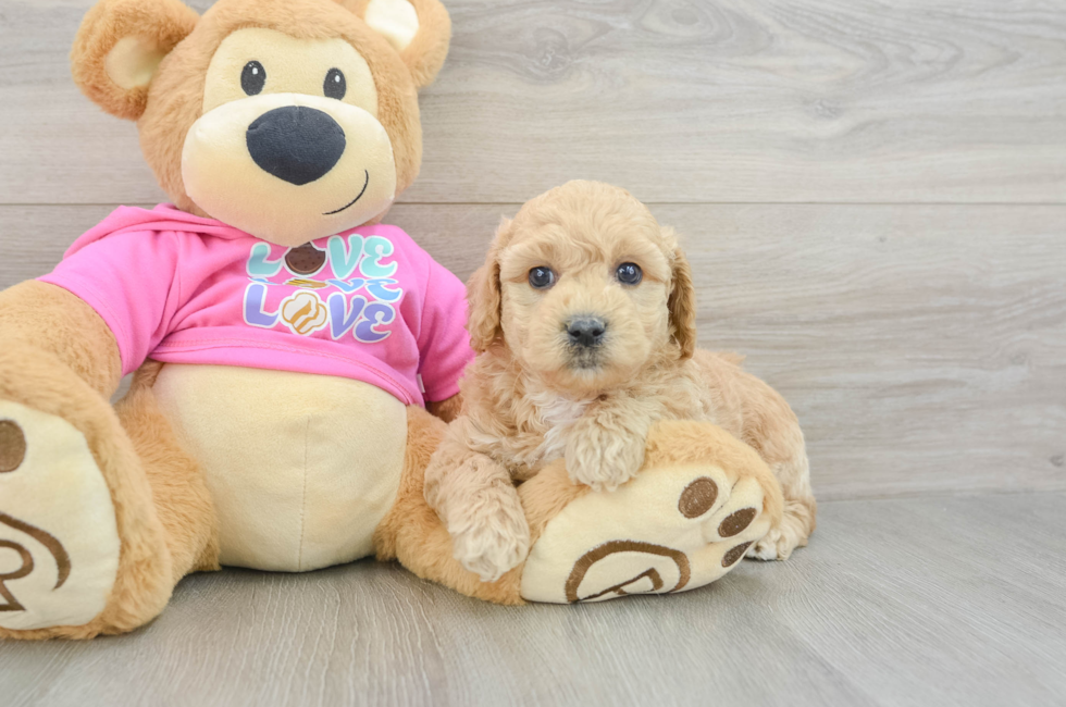 6 week old Poochon Puppy For Sale - Pilesgrove Pups