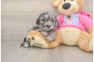 Best Poochon Baby
