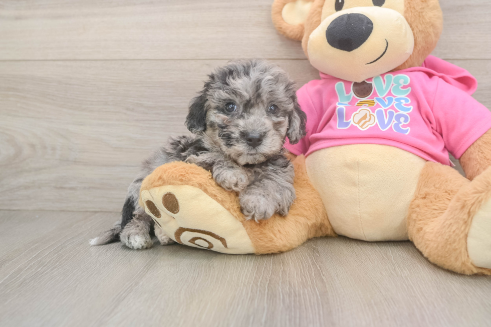 Best Poochon Baby