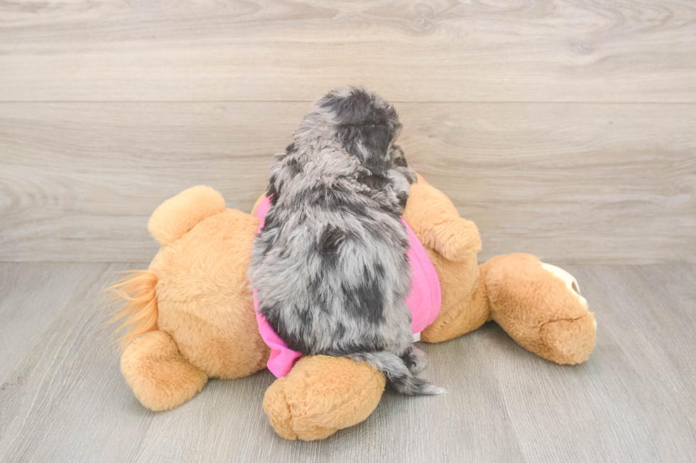 Poochon Pup Being Cute