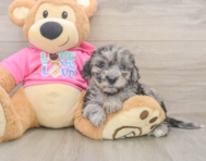 9 week old Poochon Puppy For Sale - Pilesgrove Pups