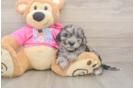 Cute Poochon Baby