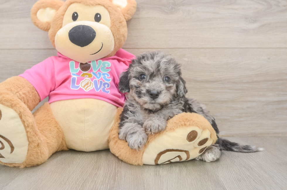 5 week old Poochon Puppy For Sale - Pilesgrove Pups