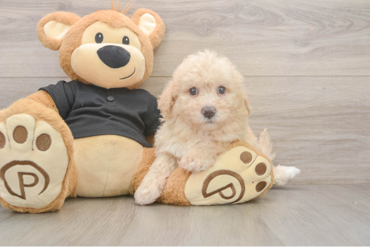 Fluffy Poochon Poodle Mix Pup