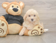 6 week old Poochon Puppy For Sale - Pilesgrove Pups