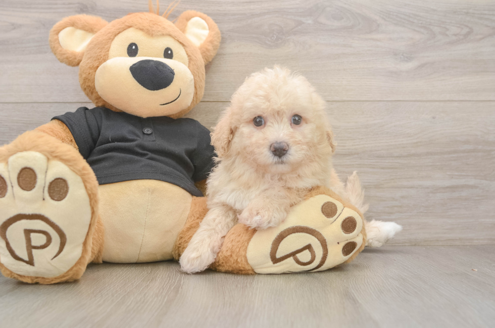 5 week old Poochon Puppy For Sale - Pilesgrove Pups
