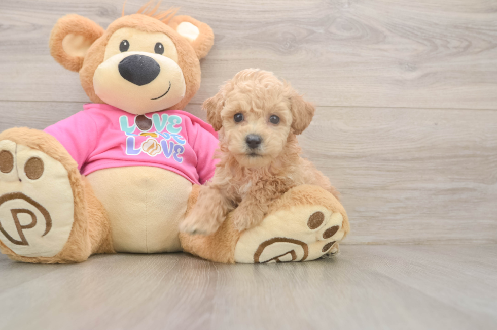 5 week old Poochon Puppy For Sale - Pilesgrove Pups