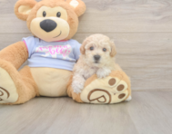 8 week old Poochon Puppy For Sale - Pilesgrove Pups