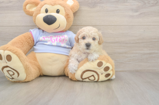 5 week old Poochon Puppy For Sale - Pilesgrove Pups Best Poochon Baby