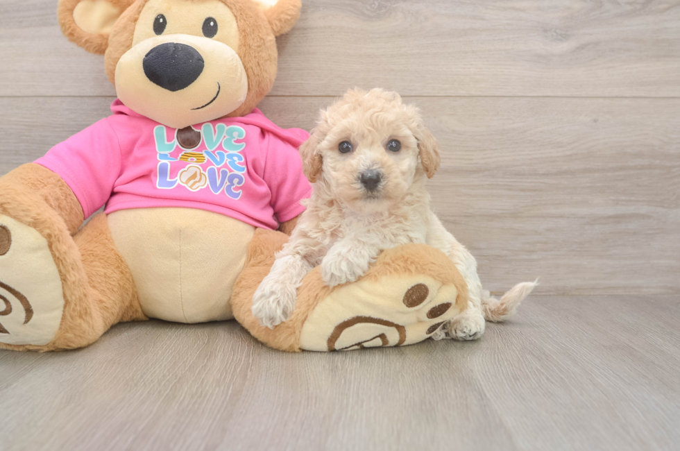 5 week old Poochon Puppy For Sale - Pilesgrove Pups