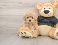 5 week old Poochon Puppy For Sale - Pilesgrove Pups