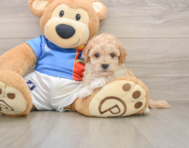 6 week old Poochon Puppy For Sale - Pilesgrove Pups