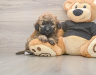 7 week old Poochon Puppy For Sale - Pilesgrove Pups