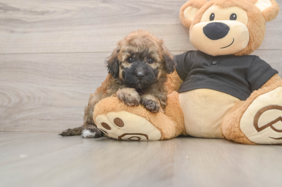 5 week old Poochon Puppy For Sale - Pilesgrove Pups
