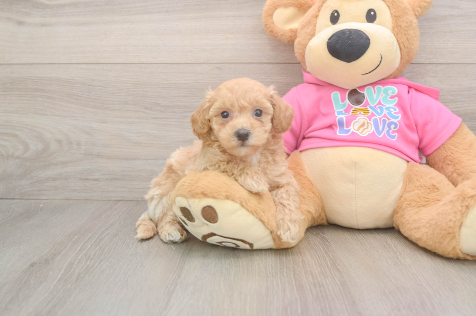 5 week old Poochon Puppy For Sale - Pilesgrove Pups