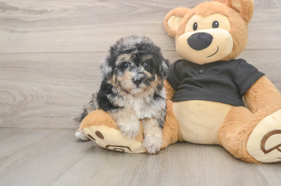 5 week old Poochon Puppy For Sale - Pilesgrove Pups