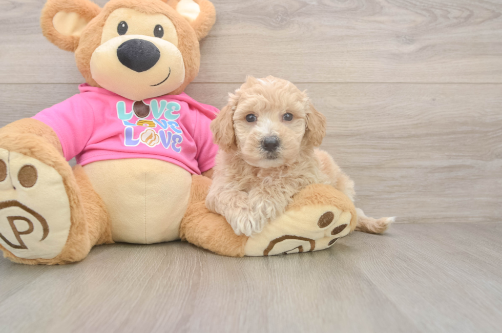 5 week old Poochon Puppy For Sale - Pilesgrove Pups
