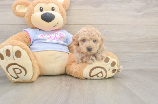 5 week old Poochon Puppy For Sale - Pilesgrove Pups Fluffy Poochon Poodle Mix Pup