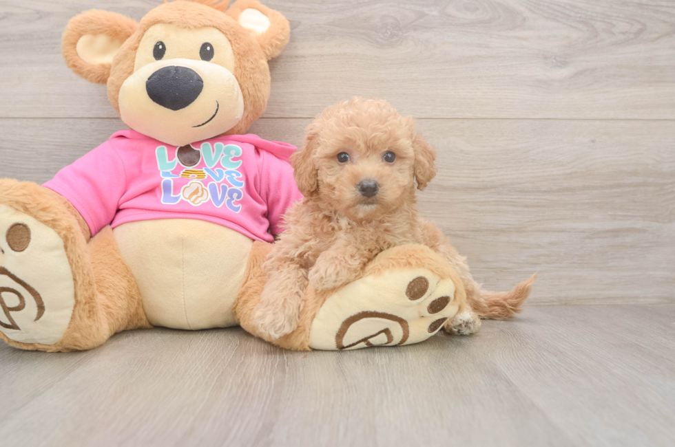 5 week old Poochon Puppy For Sale - Pilesgrove Pups
