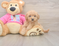 8 week old Poochon Puppy For Sale - Pilesgrove Pups 8 week old Poochon Puppy For Sale - Pilesgrove Pups