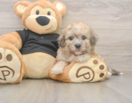6 week old Poochon Puppy For Sale - Pilesgrove Pups