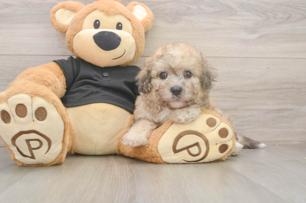 5 week old Poochon Puppy For Sale - Pilesgrove Pups