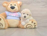 8 week old Poochon Puppy For Sale - Pilesgrove Pups
