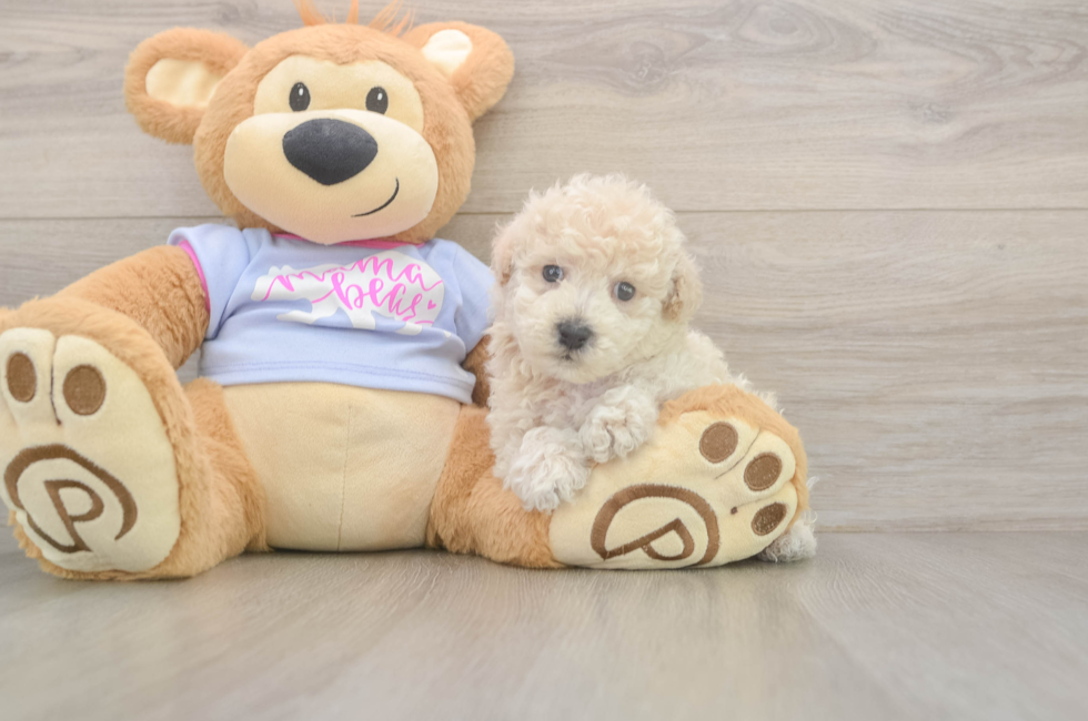 5 week old Poochon Puppy For Sale - Pilesgrove Pups