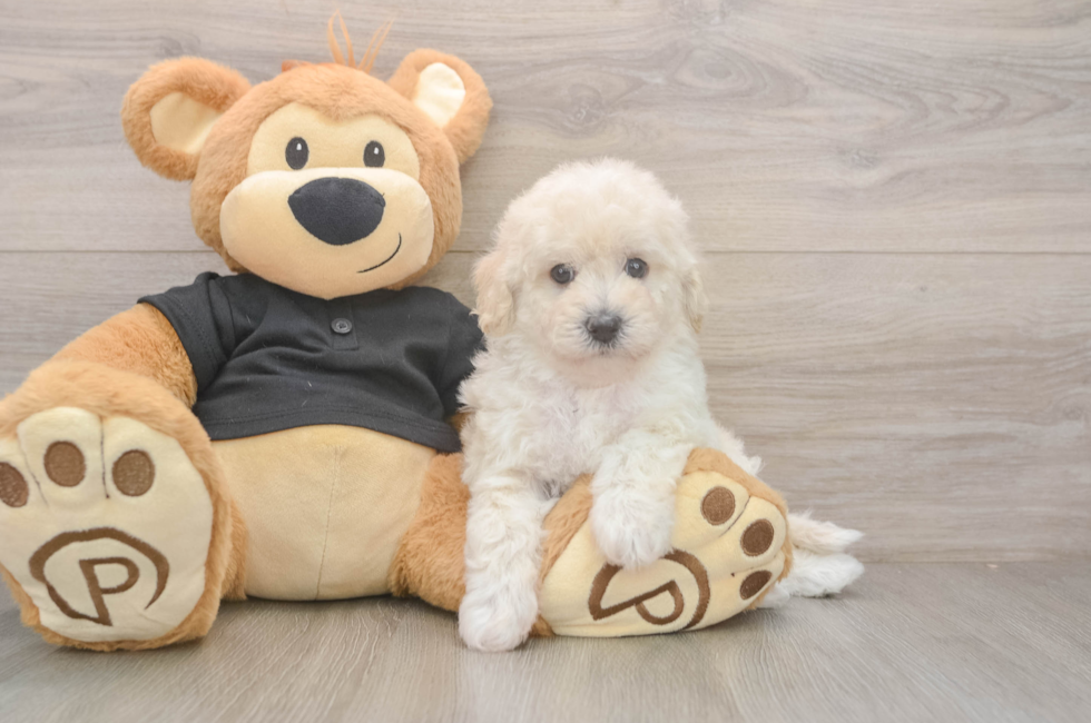 5 week old Poochon Puppy For Sale - Pilesgrove Pups