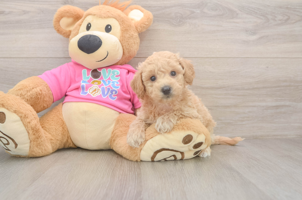 5 week old Poochon Puppy For Sale - Pilesgrove Pups