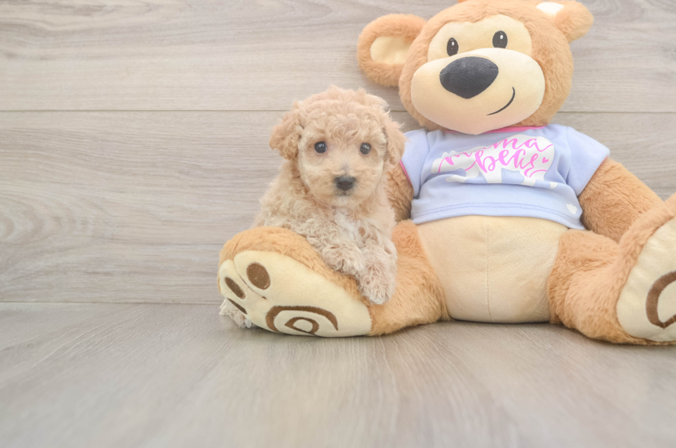 5 week old Poochon Puppy For Sale - Pilesgrove Pups