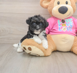 6 week old Poochon Puppy For Sale - Pilesgrove Pups