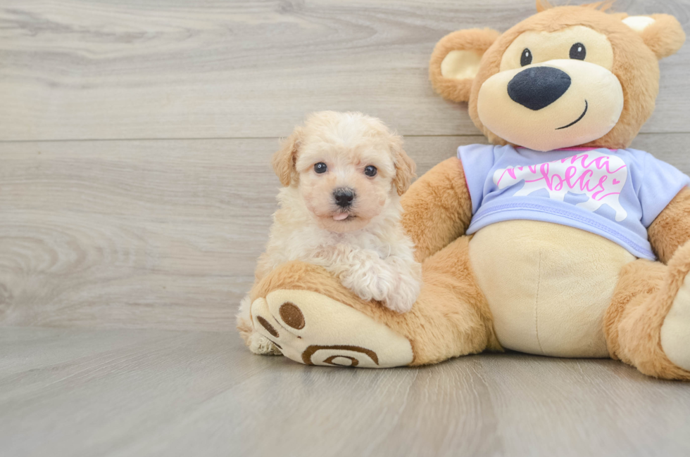 5 week old Poochon Puppy For Sale - Pilesgrove Pups